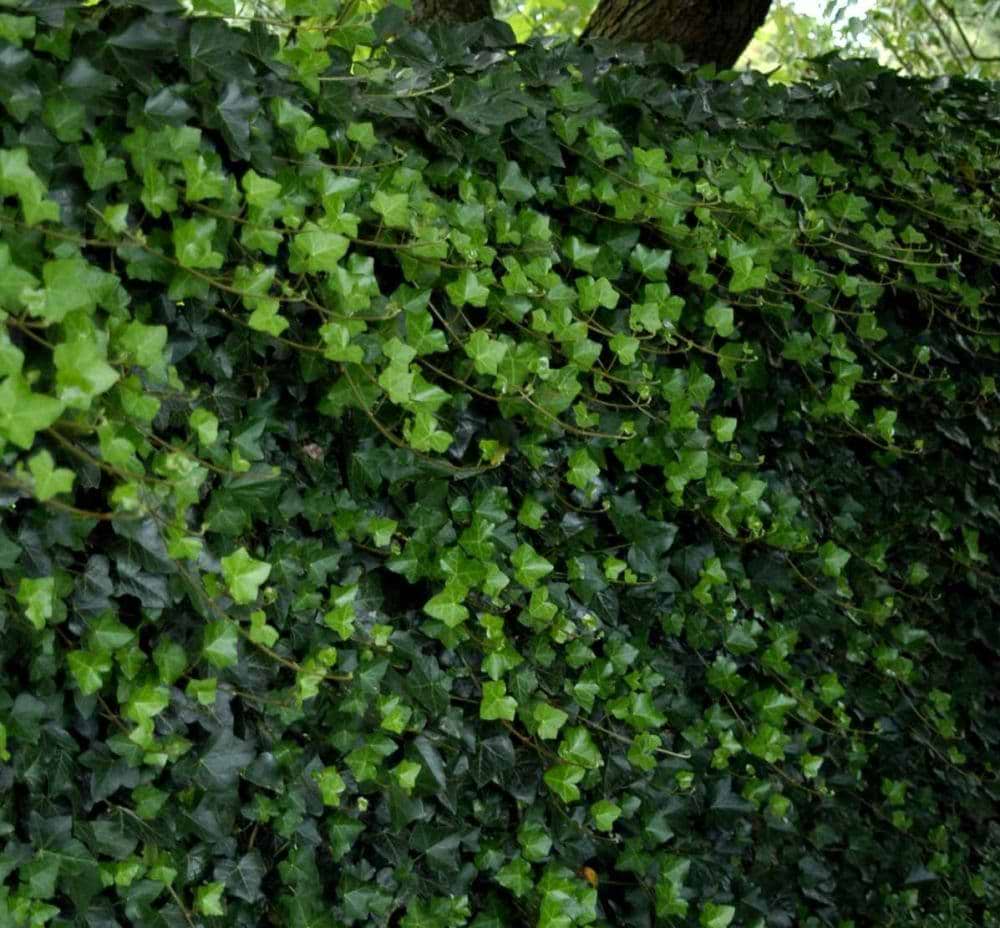 Irsk vedbend / Efeu (Hedera hibernica) 80-120 cm