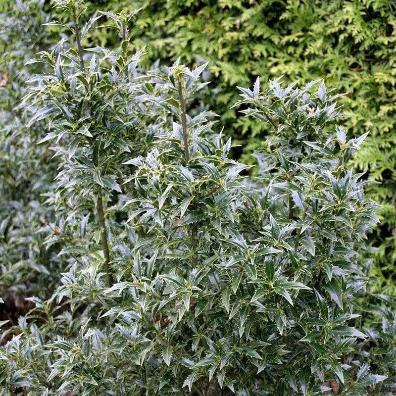 Ilex aquifolium myrtitolia