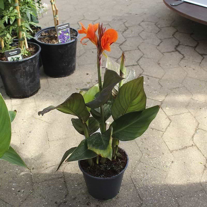 orange sommerblomst
