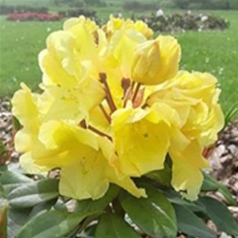 Rhododendron Junigold