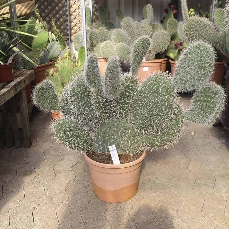 Kaktus nr. 26