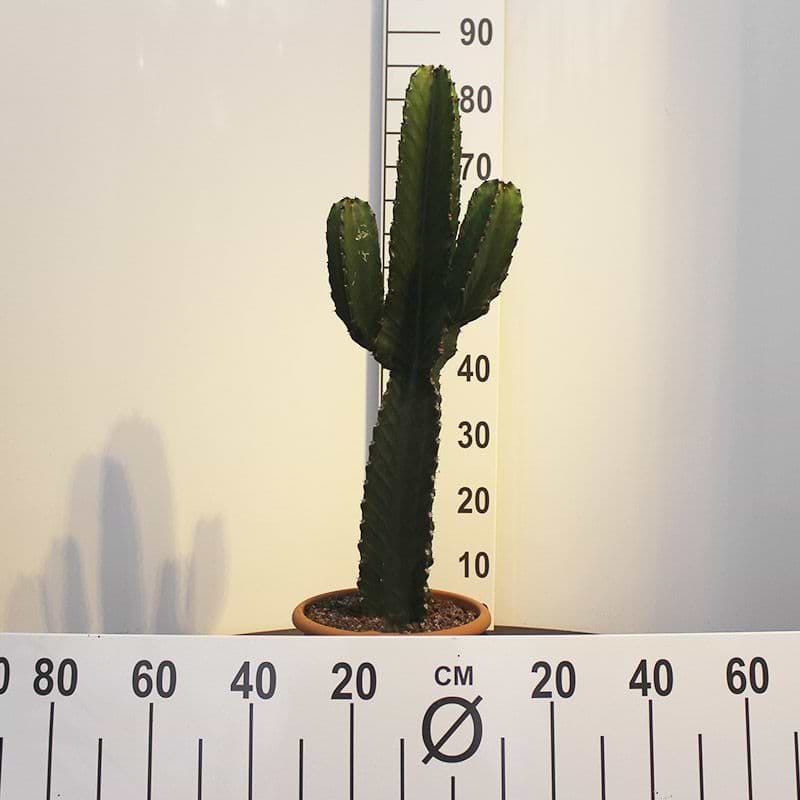 høj kaktus