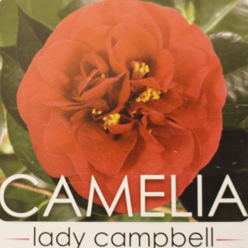 kamellia 'Lady Campbell'