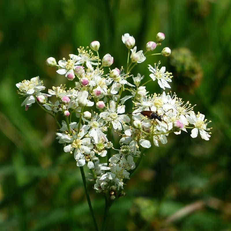 Knoldet-mjødurt (Filipendula vulgaris)