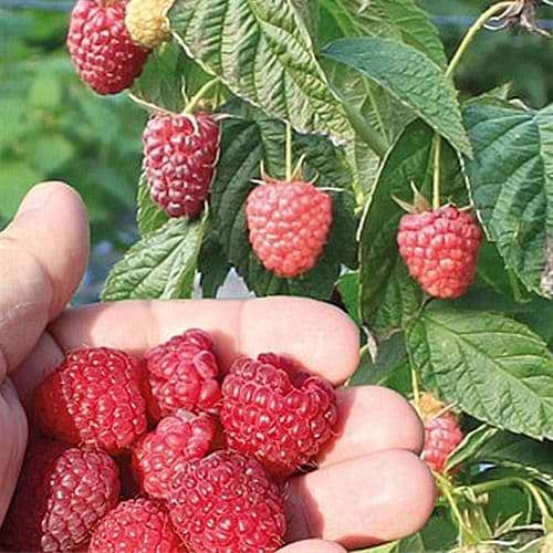 Økologisk Hindbær (Rubus Lowberry® ’Little Sweet Sister') Flere Varianter
