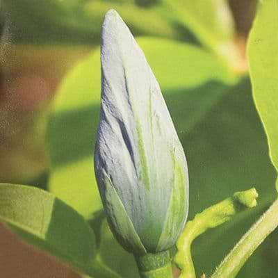 'Blue Opal' Magnolia Opstammet