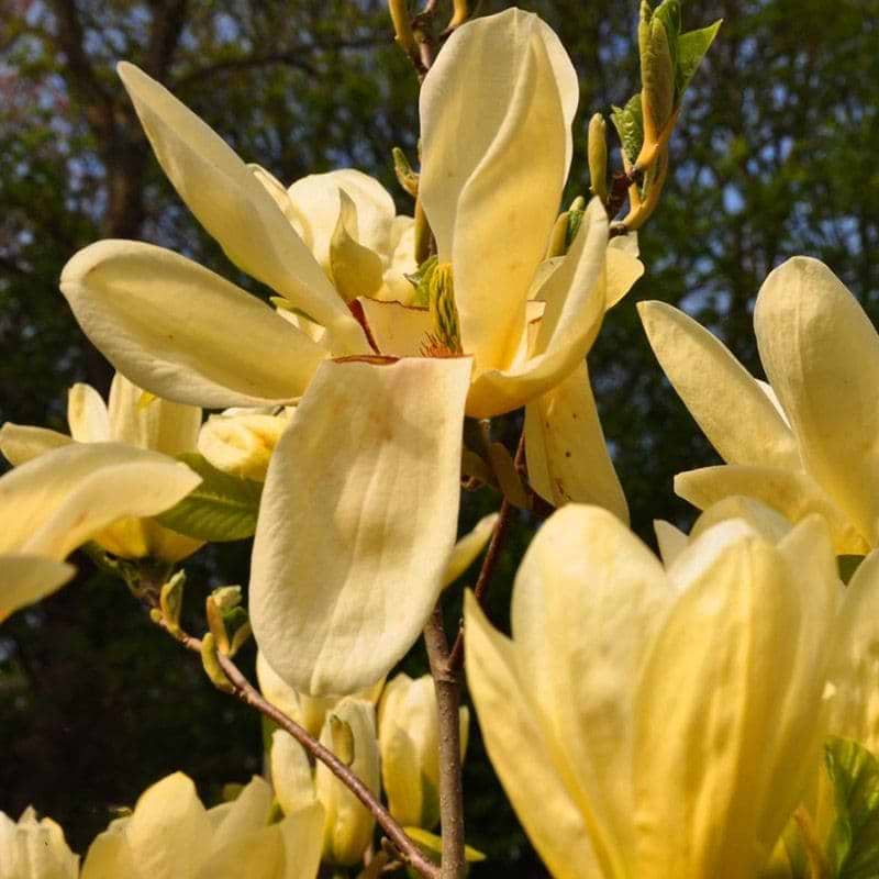 gul magnolia