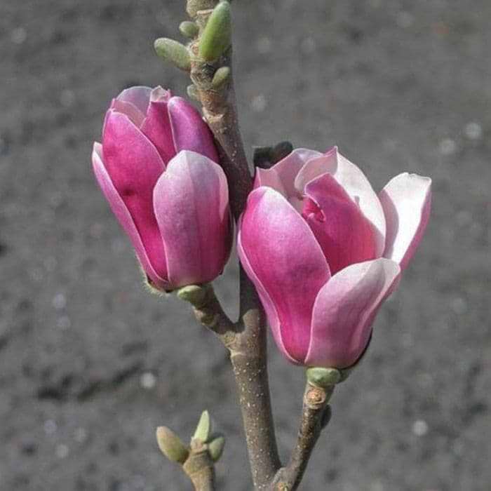 rosa magnolia