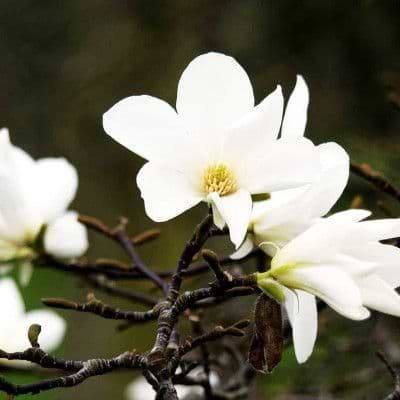 Magnolia i blomst Hvid