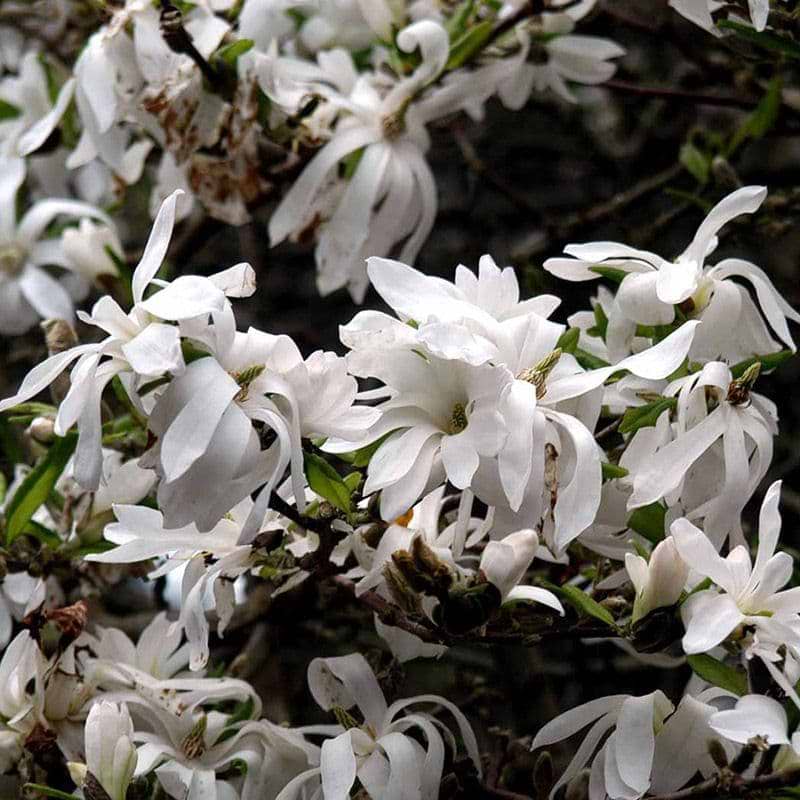 hvid magnolia