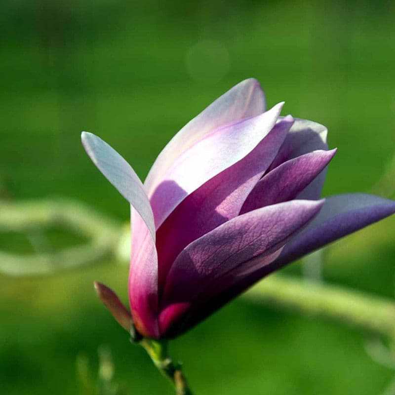lilla magnolia