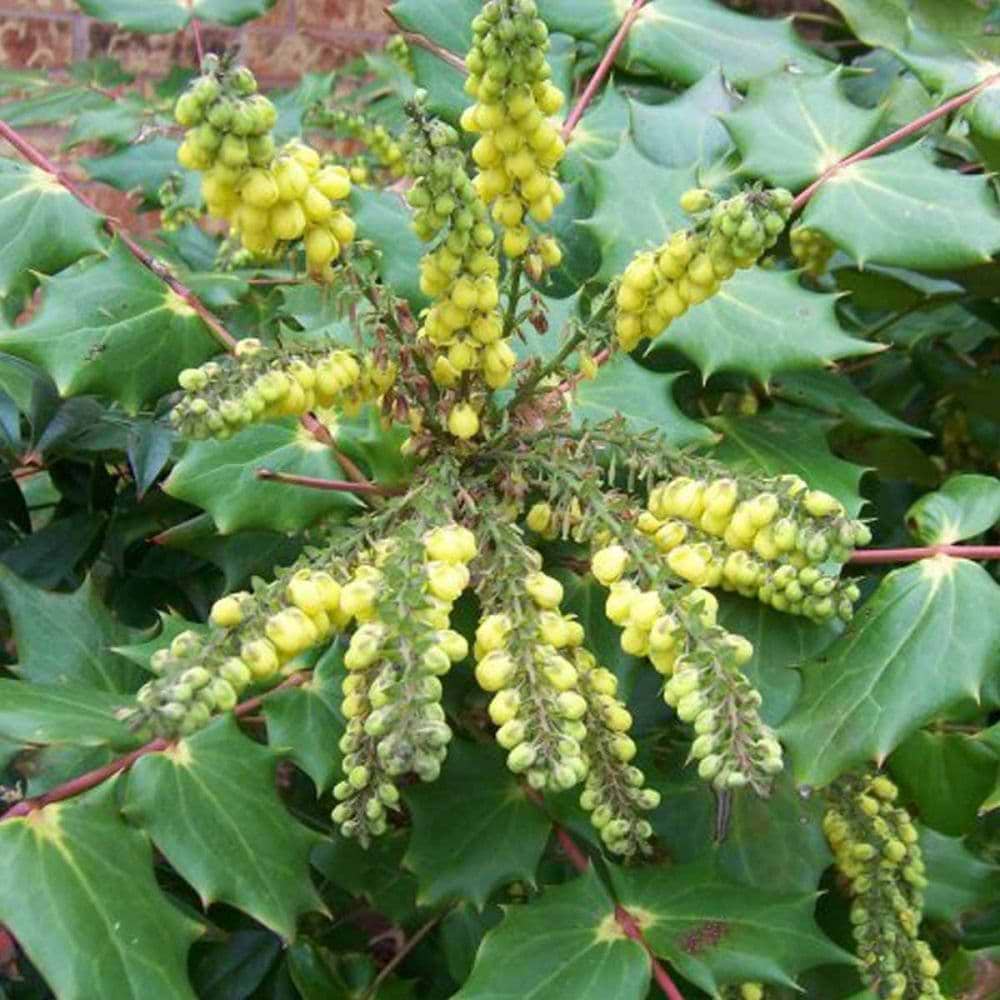 Buskmahonie (Mahonia bealei) - Flere varianter