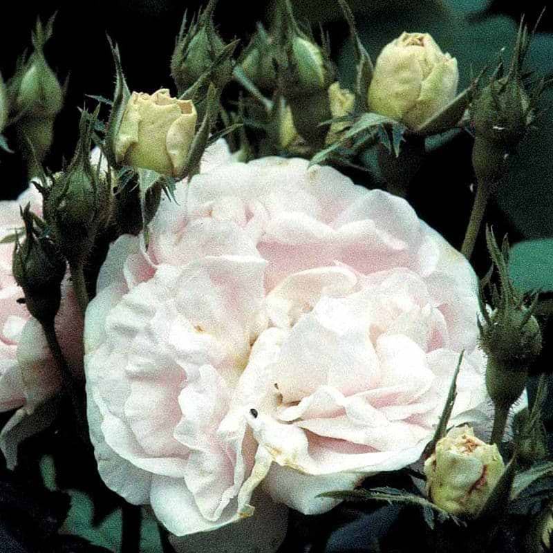 Historisk rose Maiden's Blush-Alba-rose