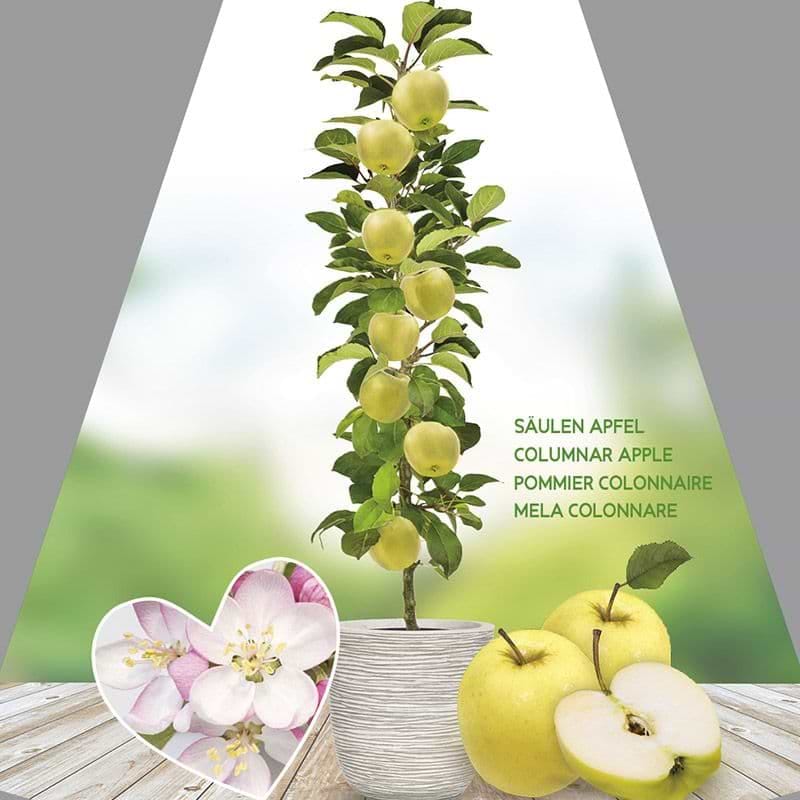 Æble gold sensation
