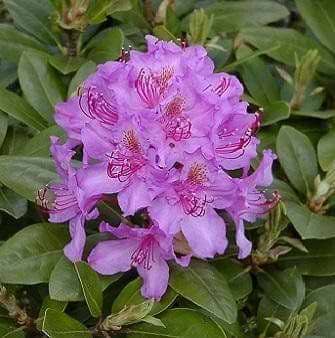 Rhododendron (Rhododendron 'Pink Purple Dream') - Flere varianter