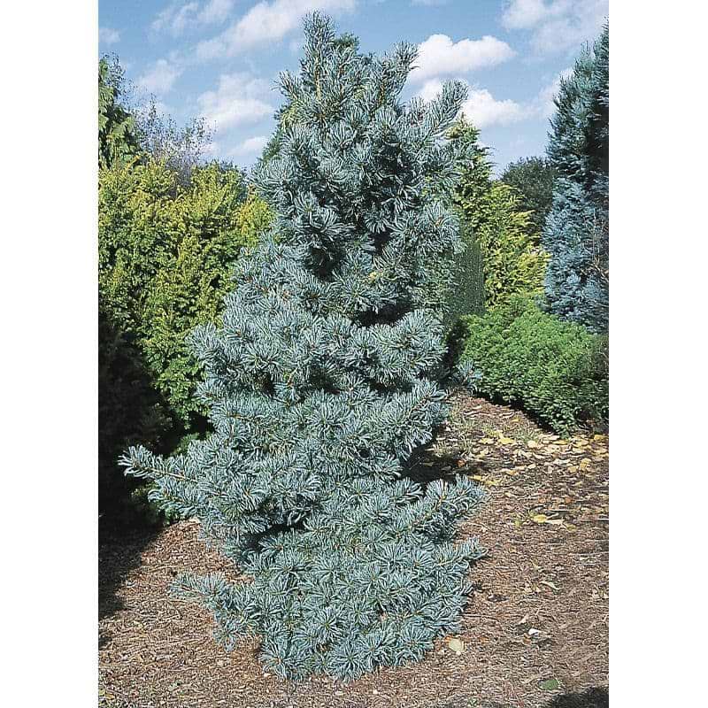 Penselfyr (Pinus parviflora 'Gimborn's Ideal')