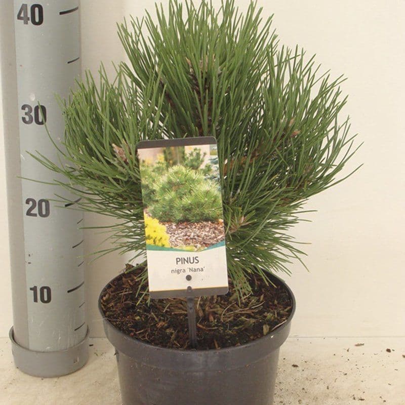 Østrisk dværgfyr (Pinus nigra 'Nana') Flere varianter 