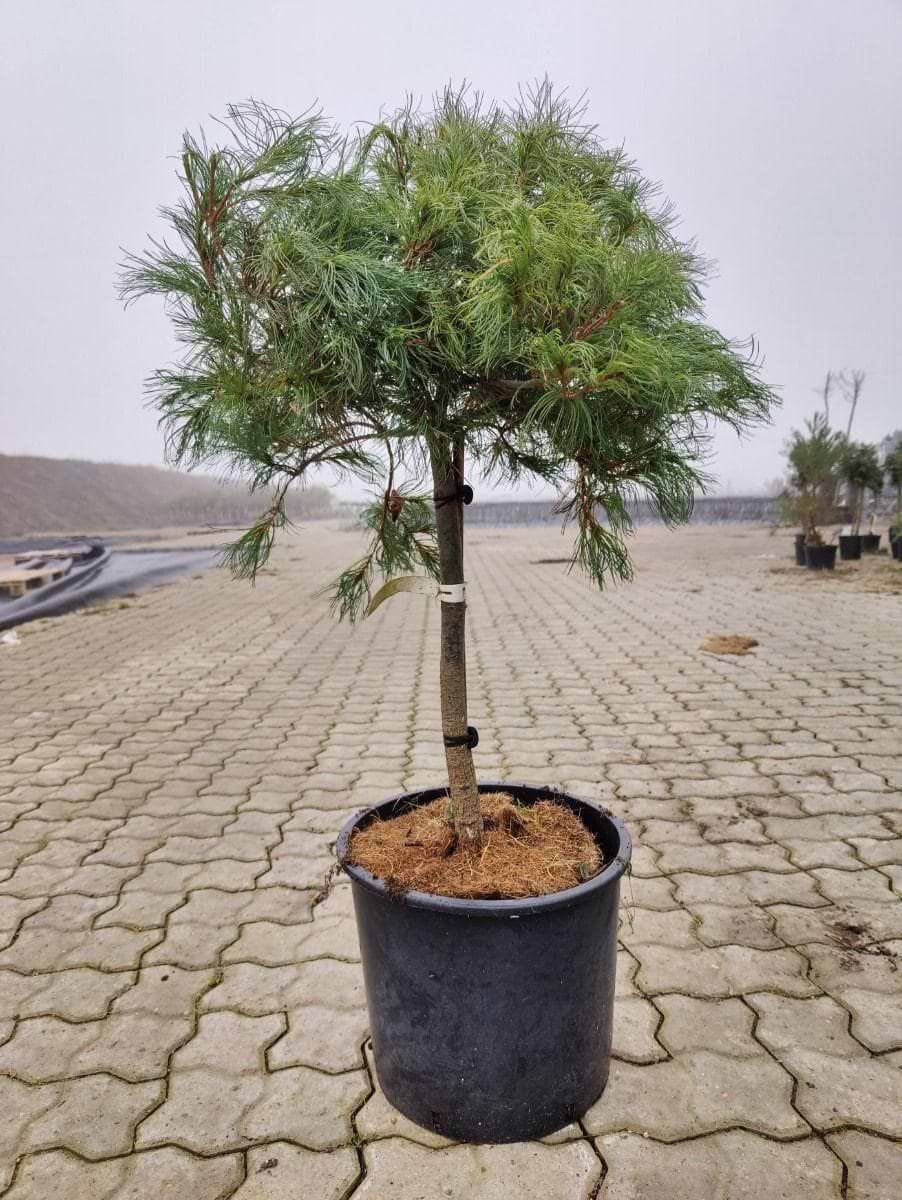 Dværgweymouth fyr (Pinus Strobus 'tiny kurls') Opstammet 50 cm