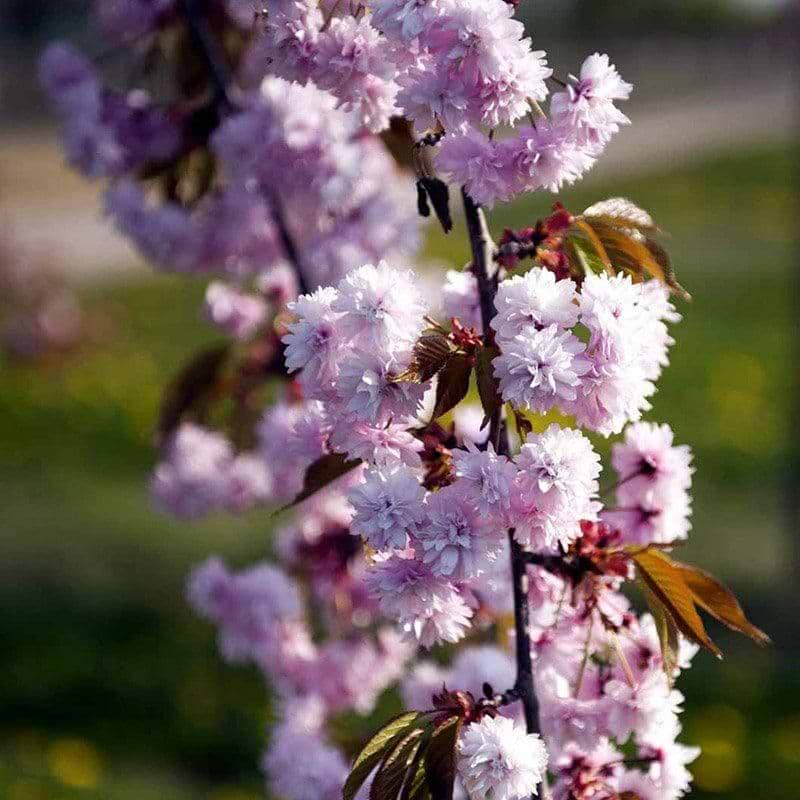 Prunus ser. Kiku-Shidare
