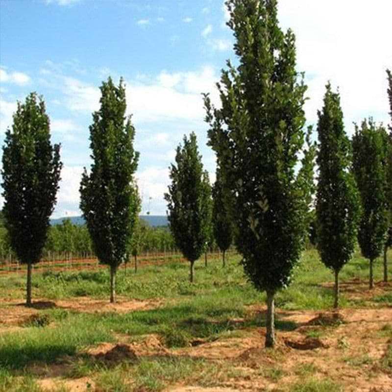 Søjle-eg (Quercus bicolor 'Regal Prince') - Flere Varianter