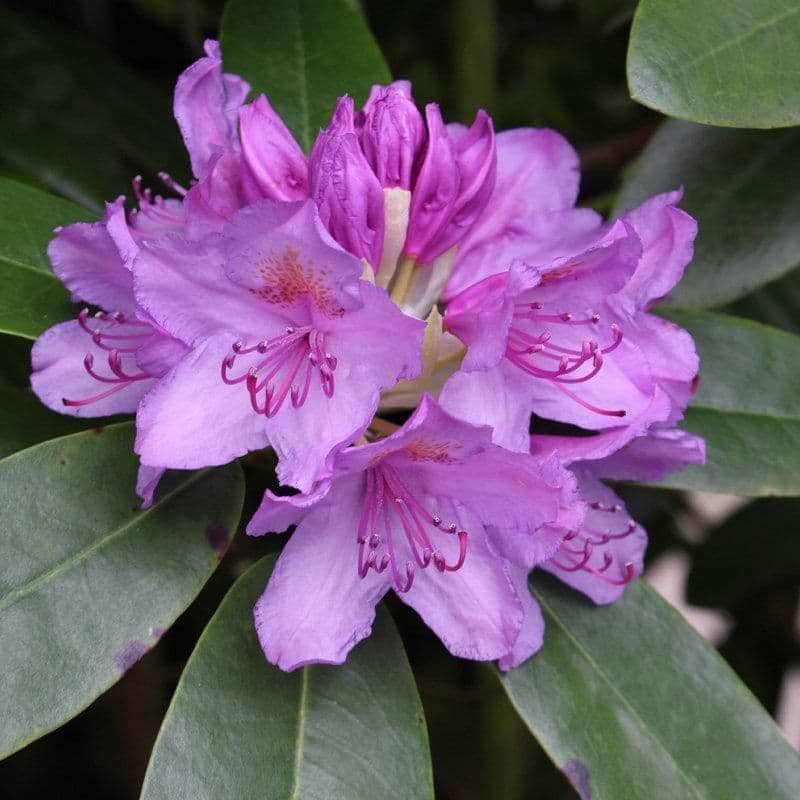 rosa rhododendron