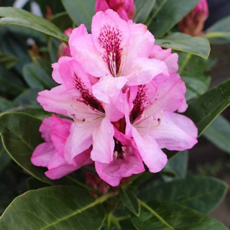 Rhododendron Hybrid Herbstfreude blomst