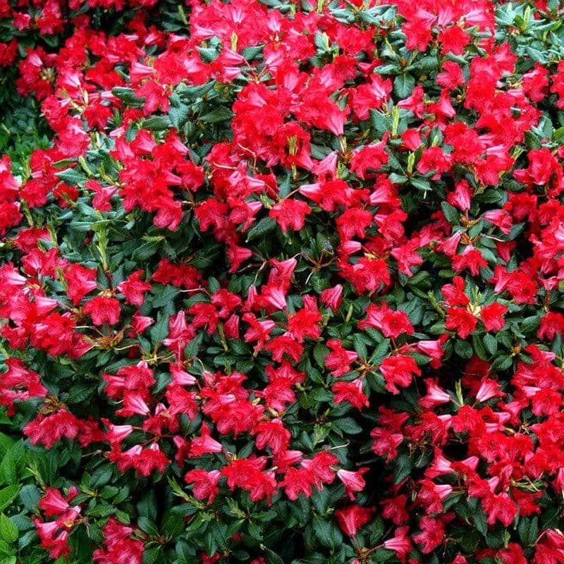 Rhododendron Baden baden