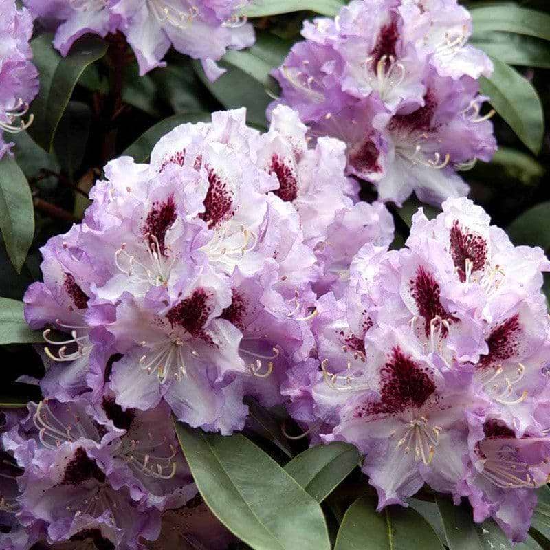 Rhododendron lilla