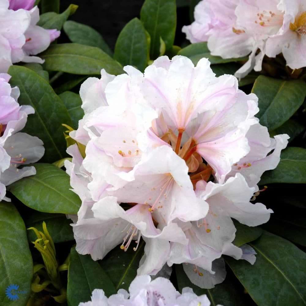 Rosa-hvid rhododendron