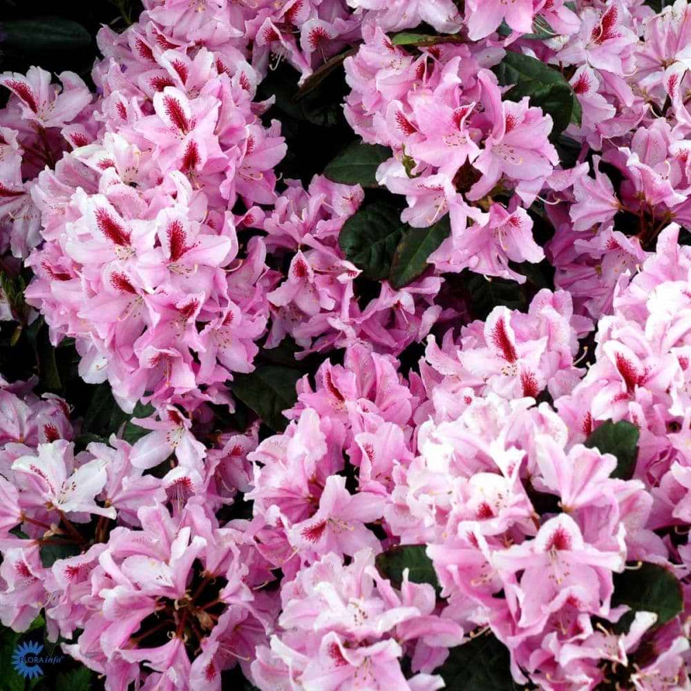Rhododendron blomster