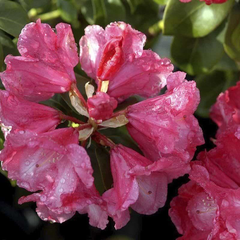Sartrosa Rhododendron