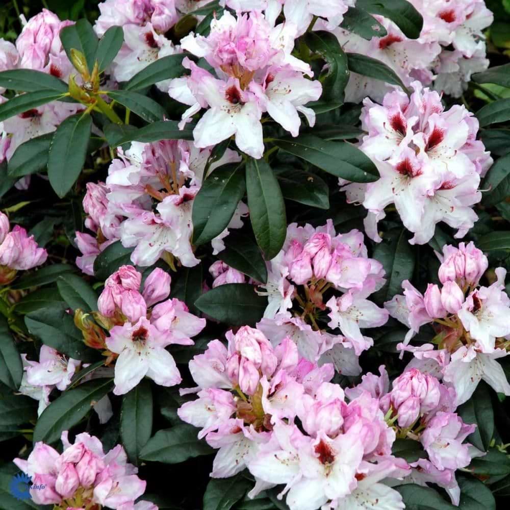 Rhododendron Graffito