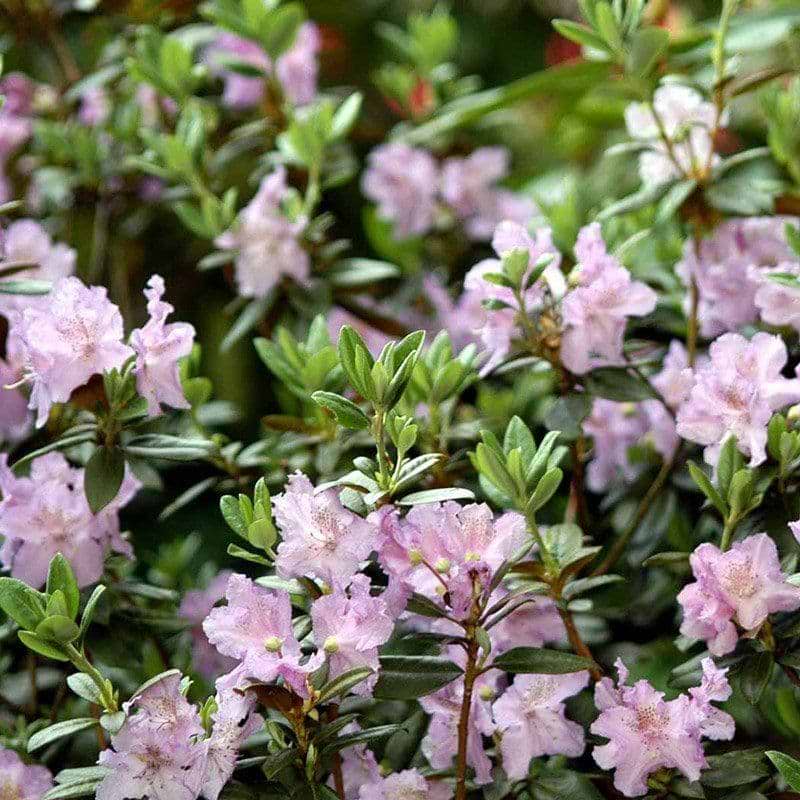Rhododendron Lavendula busk