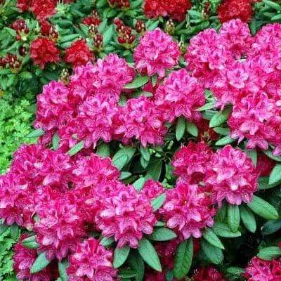 Rhododendron (Rhododendron 'Nova Zembla') - Flere varianter