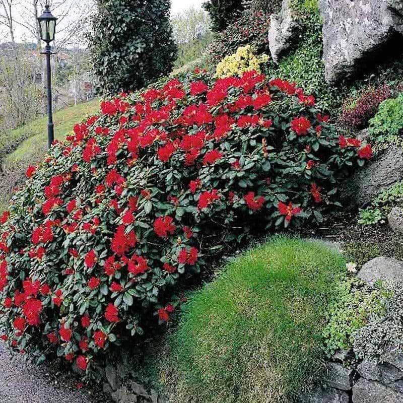 Rhododendron Scarlet Wonder busk