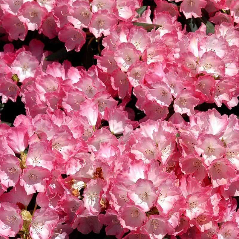 Rhododendron Fantastica lysrød