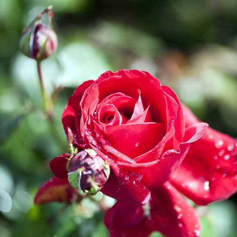 Isabella Rosselini rose