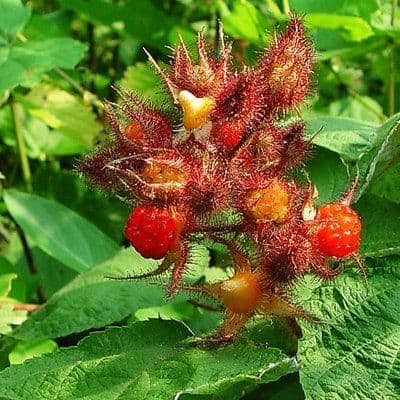 Økologisk vinbrombær (Rubus phoenicolacius) - Flere varianter
