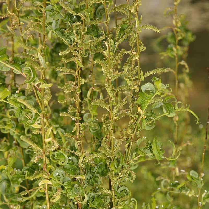 Troldpil Salix babylonica Crispa