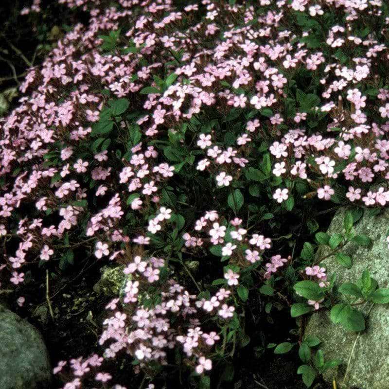 Lav sæbeurt Saponaria ocymoides blomst