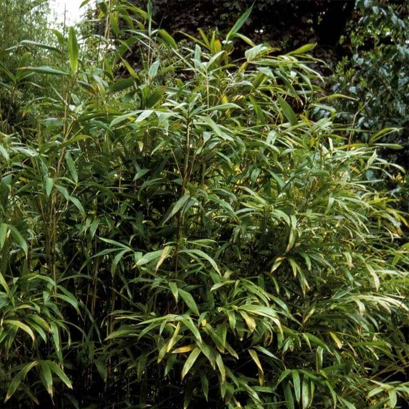 Bambus Japansk (Pseudosasa japonica) FLERE VARIANTER 