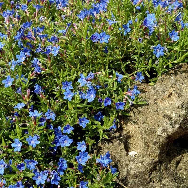 Himmelblå Lithodora diffusa Heavenly Blue