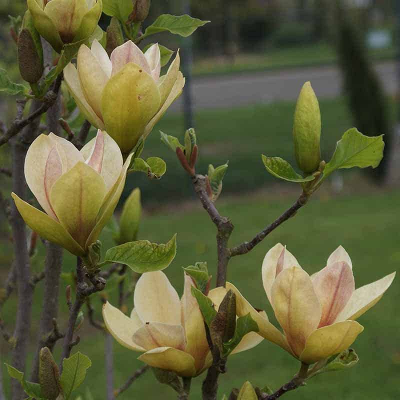 Magnolia 'Sunsation' blomst