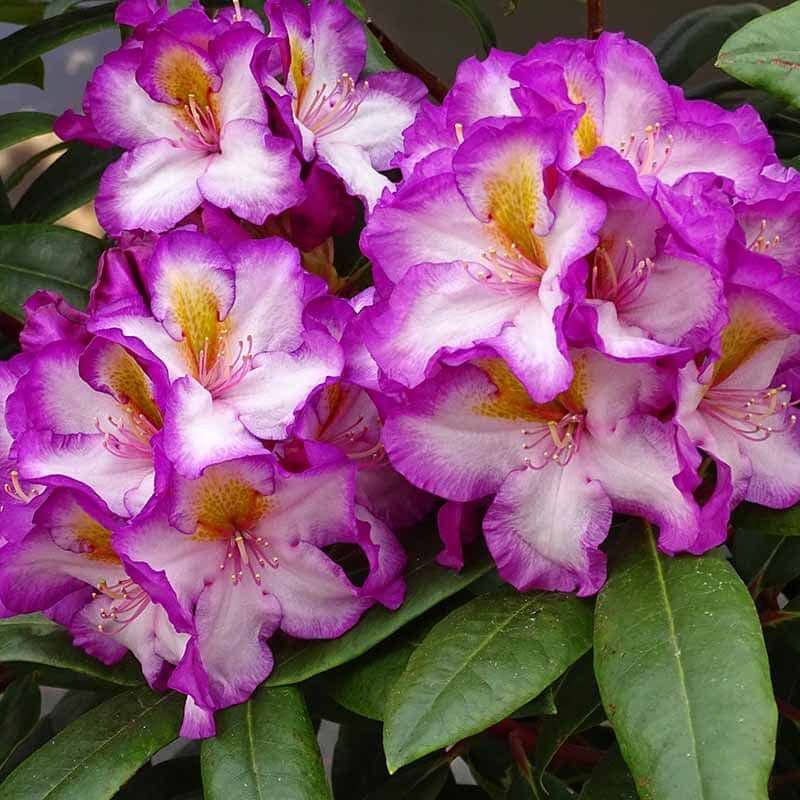 Rhododendron Svend Askjaer