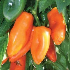 Chiliplante Snackpeber - Økologisk