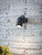 Bodnant Wall Light - Single