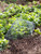 Garden Cloche - 78x42cm