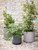 Cutsdean Planter 43cm Green