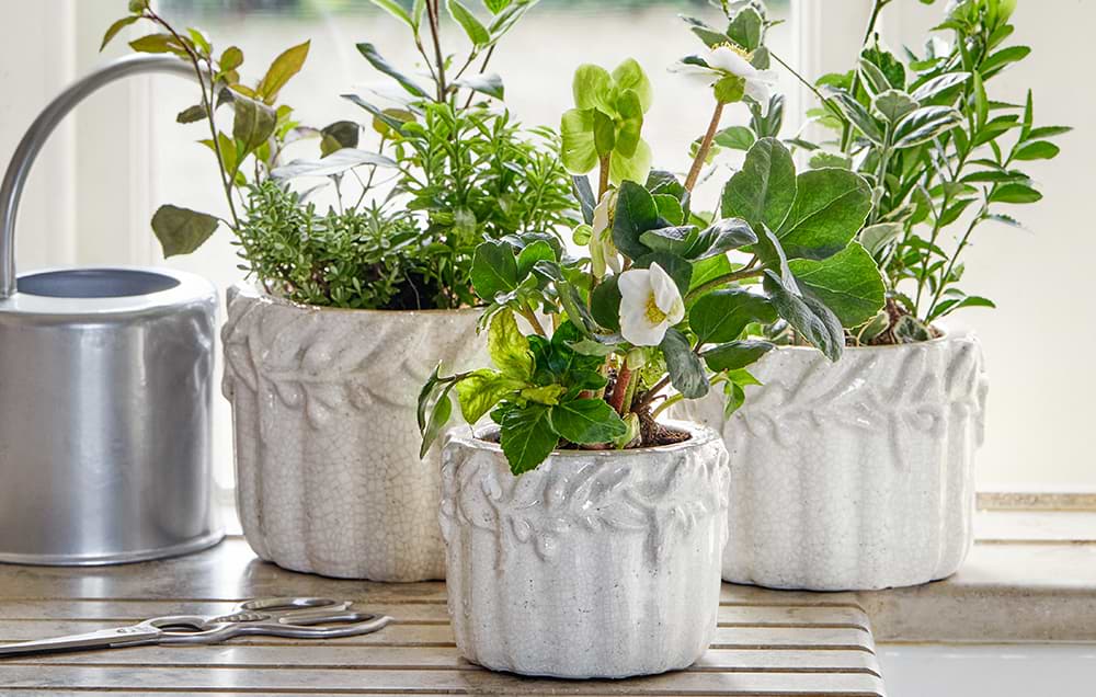 Shop Home at Garden Trading