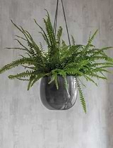 Farringdon Hanging Plant Pot 20cm Antique Pewter